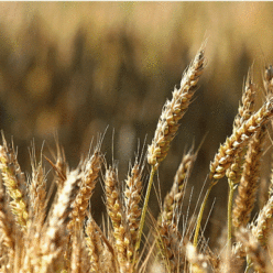 Au bord de mon chemin