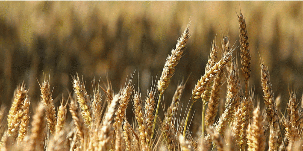 Au bord de mon chemin