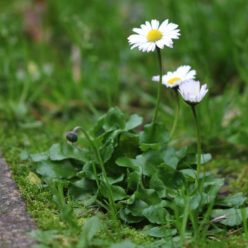 Au bord de mon chemin